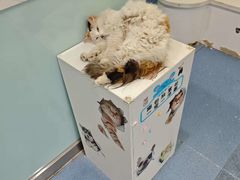 -特一安24小时宠物医院·骨科·中兽医