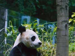 -都江堰中华大熊猫苑