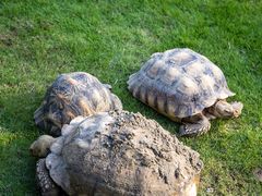 -广东惠东海龟国家级自然保护区