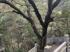 -南山植物园