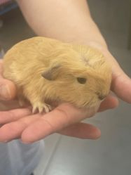 -Moni星球萌宠·小马宝莉·灵蛇·高端高阶全萌宠互动体验俱乐部(红豆国际广场店)