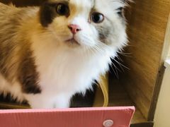-滚猫咖啡·猫咖·猫友好撸猫(未来城店)
