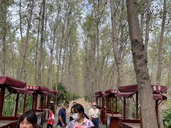 -合肥滨湖国家森林公园