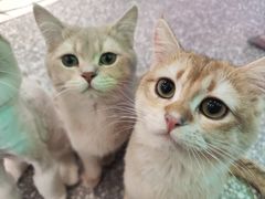 -大型宠物商超·宠海王国·宠物猫狗活体·用品·美容(新世界百货重庆店)