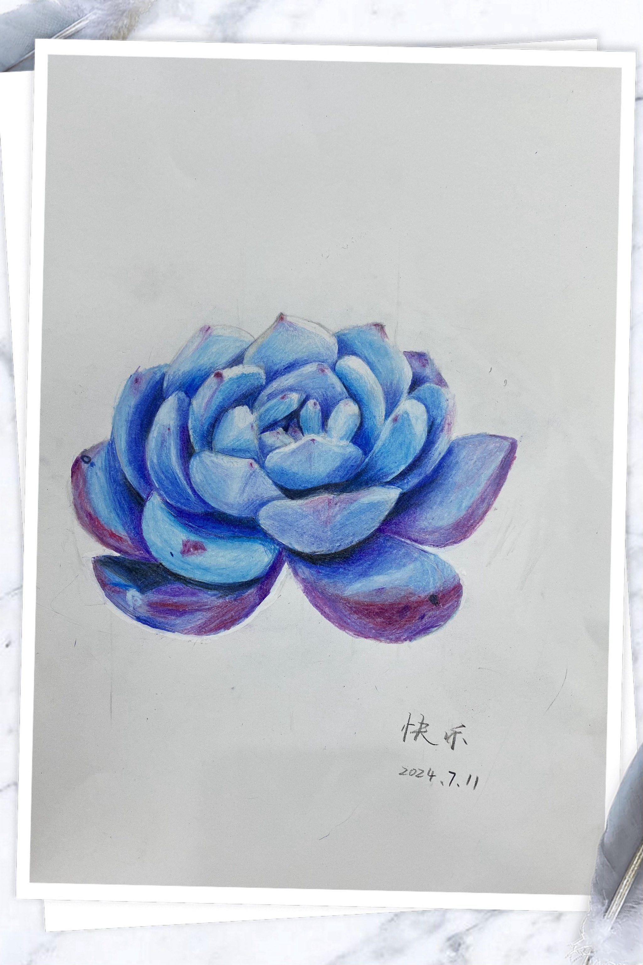 手绘多肉植物,素描知识与色彩的运用