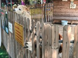 -萌宠亲子动物乐园(槐房万达店)