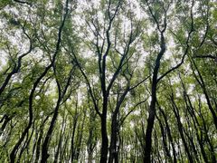 -东湖落雁景区