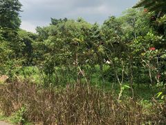 -新加坡飞禽公园