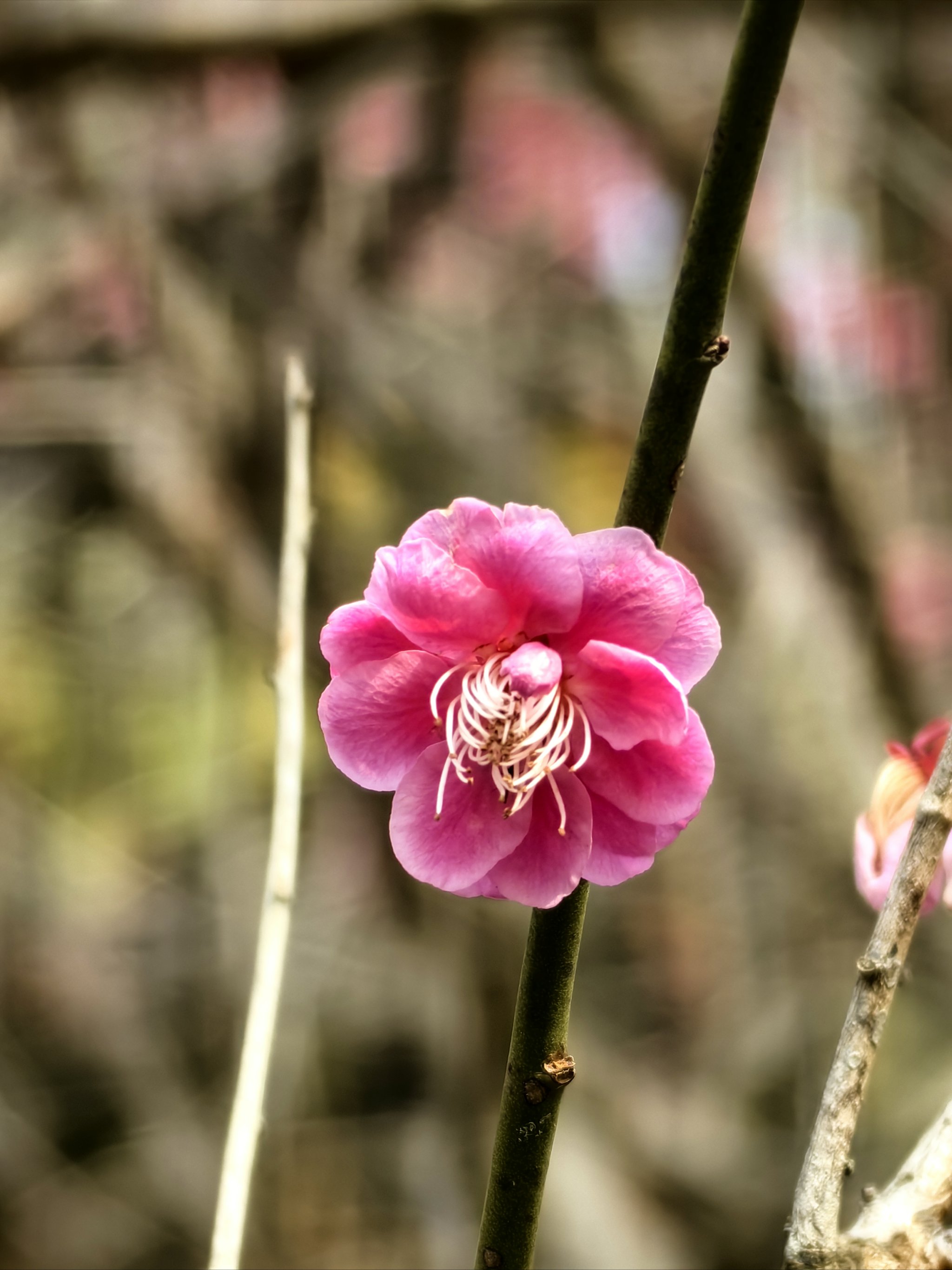 一树梅花图片