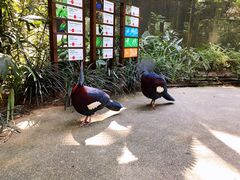 -新加坡飞禽公园