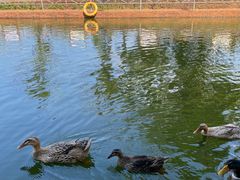 -侯臣咖啡文化村