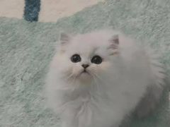 -欣宠猫屋·矮脚拿破仑·蓝金金渐层