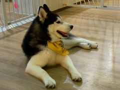 -Husky Go! 哈士奇体验馆·宠物咖啡厅狗咖