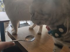 -平行世界·猫咖(首经贸店)