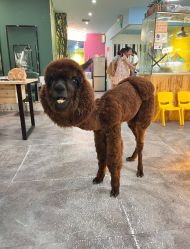 -神奇动物撸宠馆·羊驼·小浣熊·异宠(豫园店)