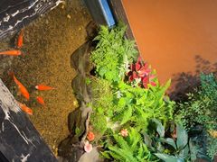 -隐炉和牛烧肉店(群力店)