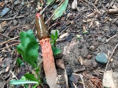 -国家植物园南园