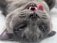 -荔康动物医院(康王北路店)