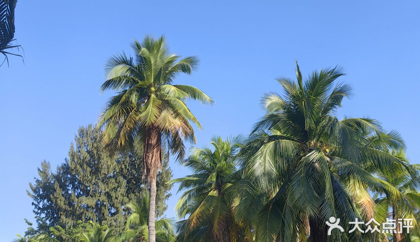 ‼️春节想来三亚旅游的必打卡餐厅🍲