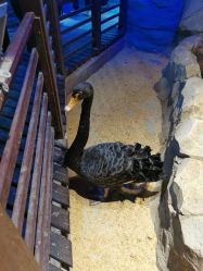 -酷嗒动物文化乐园(cutezoo西溪乐天城店)