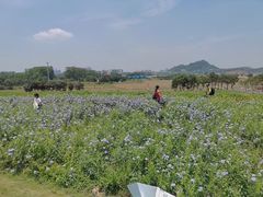 -光明小镇欢乐田园
