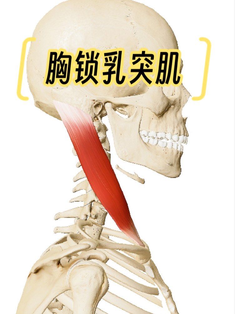 它分为胸骨部和锁骨部,胸骨部更靠内侧,更斜向,更浅,锁骨