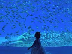 -合肥海洋世界