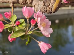 -海棠花溪(元大都城垣遗址公园)