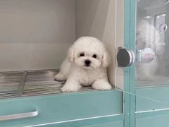-萌宠之家·腊肠犬·马尔泰·小体犬舍