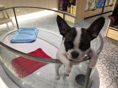 -momokira米努特·德文卷毛猫·棉花面纱犬
