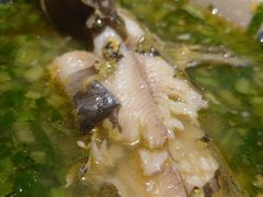 -石锅苗苗鱼(武汉首店)