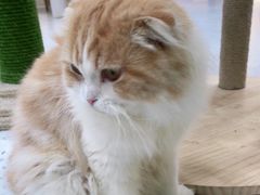 -喵园·猫主题咖啡厅·撸猫·猫咖(国贸店)