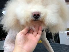 -小尾巴宠物店(万科·金域华庭店)