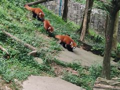 -都江堰中华大熊猫苑