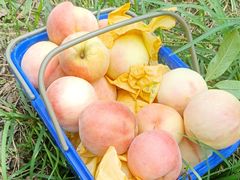 -南汇新场正宗水蜜桃采摘