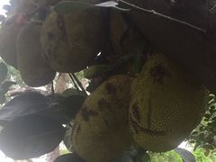 -燕晗山郊野公园