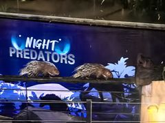 -清迈夜间动物园
