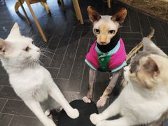 -猫色咖啡·猫咖