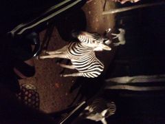iphone_upload_pic-清迈夜间动物园