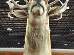 -北京鹿世界主题园