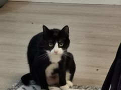 -艾贝尔宠物医院·24H转诊中心·肿瘤猫专科(江宁双龙店)