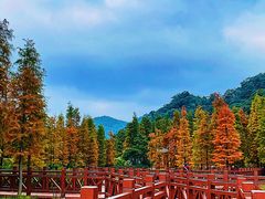 -广州市石门国家森林公园