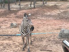 -清迈夜间动物园