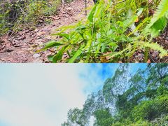 -田心森林公园