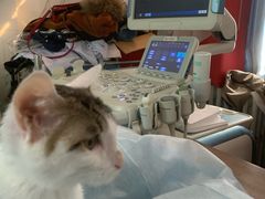 -北京赛佳动物医院