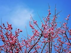 -重庆彩云湖湿地公园