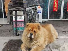 -小龙大肉面馆