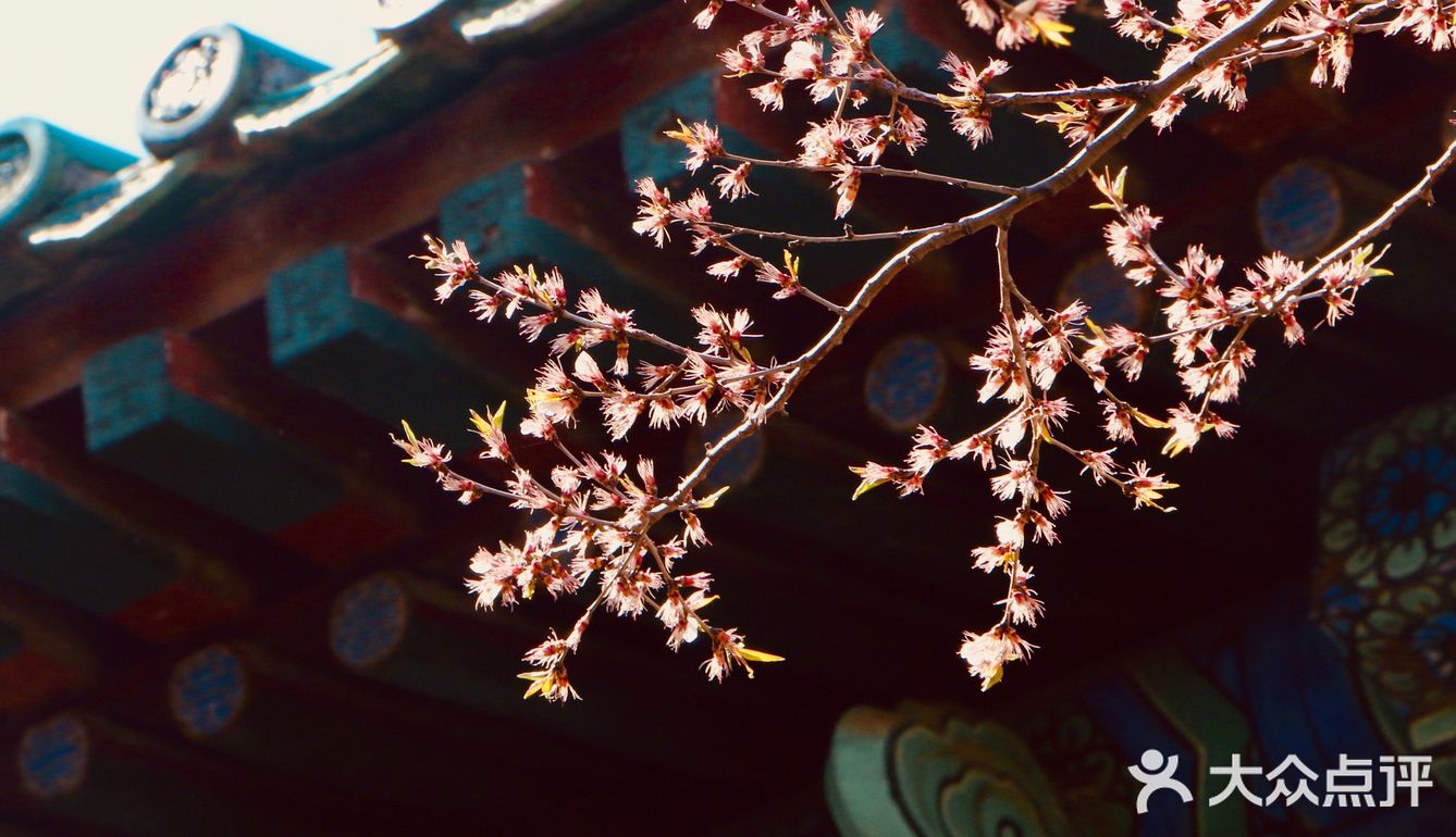 惊蛰节气 惊蜇桃花朵朵压叶枝，春风夜雨玉兰鲜