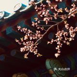 惊蛰节气 惊蜇桃花朵朵压叶枝，春风夜雨玉兰鲜