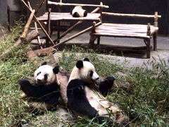 游乐设施-成都大熊猫繁育研究基地